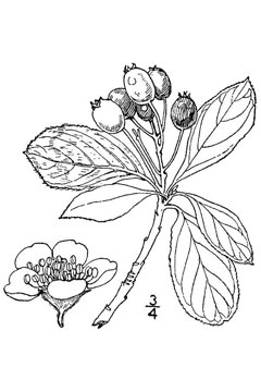 Online coloring book: A chokeberry coloring page among a flower